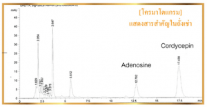 โครมาโตแกรมถั่งเช่า