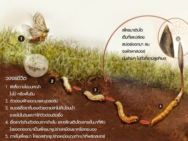 (เครดิตภาพ : thungchaoplus.com)